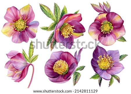 Watercolor flowers, hellebores isolated on a white background. Botanical illustration. Set Floral design elements