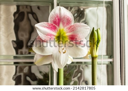 Bright bicolor blooming hippeastrum. Pink-white amaryllis, macro. Home gardening concept, selective focus. Bright inspirational floral picture, beautiful greeting card.