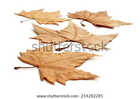 picture of a pile of dried leaves in autumn on a white background