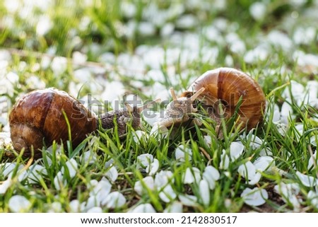 Helix pomatia (Roman snail, Burgundy snail, edible snail, escargot) is a species of large, edible, air-breathing land snail. Gastropods. Two land snails during mating. Fauna of Ukraine Royalty-Free Stock Photo #2142830517