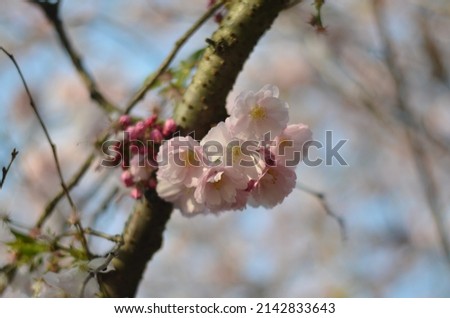A branch of cherry blossom in the morning sunshine. A close-up of tender white flowers with pink shades. Green leaves and blue skies in the background make up a great bokeh to highlight the flowers.