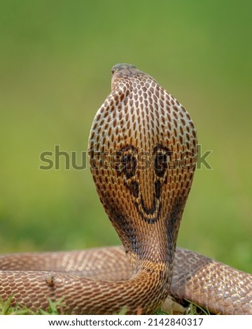aggressive or threatened spectacled cobra snake or naja naja snake Royalty-Free Stock Photo #2142840317