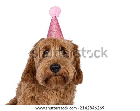 Head shot of adorable red  abricot Cobberdog aka Labradoodle dog puppy,sitting facing front wearing pink party hat. Isolated on white background.