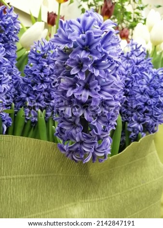 lots of low beautiful purple flowering hyacinths. The first spring flowers. Floral Desktop wallpaper