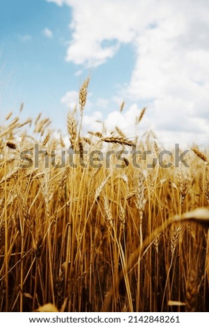Wheat field over blue sky, vertical photo