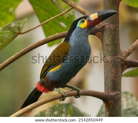 Plate Billed Toucan in a tree in the cloud forest of Ecuador. 