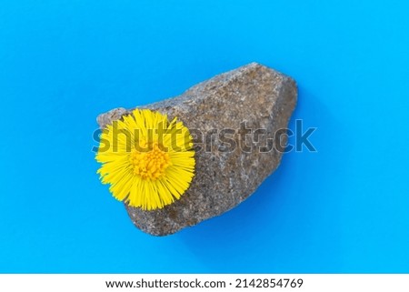 Yellow flower on a stone on a blue background. Tussilago. Minimal conceptual idea. The colors of the Ukrainian flag