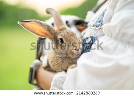 close-up view of the girl with the rabbit. holding cute furry rabbit. Friendship with Easter Bunny.