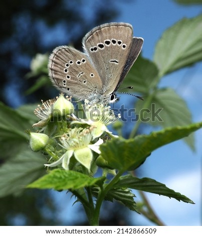 Beautiful blue butterfly sitting on flower
