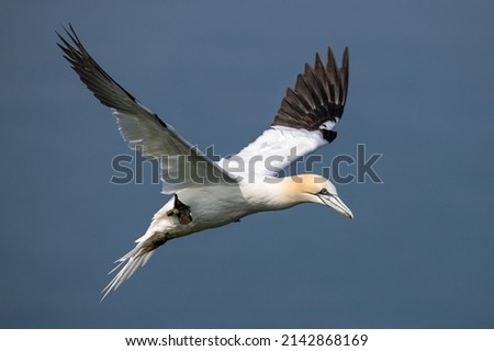 Northern Gannet, Morus bassanus, adult in flight, 
Yorkshire.
 Royalty-Free Stock Photo #2142868169