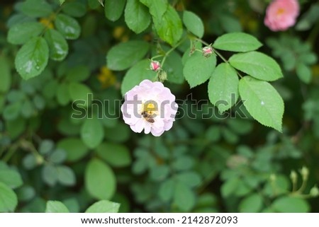 Rosa multiflora Thunb. var. carnea Thory and a bee Royalty-Free Stock Photo #2142872093