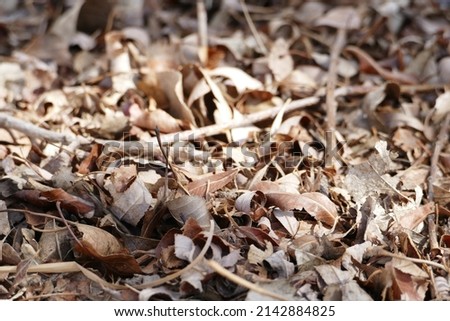 Close up of dry dead leaves and sticks on the ground 