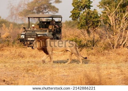 Male lion with dark mane walking in front of open safari car. Tourists on safari. African lion scene. Savuti, Botswana.   Royalty-Free Stock Photo #2142886221