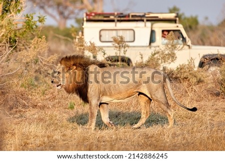 Male lion with dark mane walking in front of white safari car. Tourists on safari. African lion scene. Savuti, Botswana.