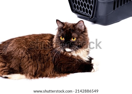 beautiful Scottish Highland brown cat lies near a cat carrier for carrying animals, isolated image, beautiful domestic cats, cats in the house, pets, a trip to the vet, a trip with an animal
