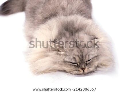 beautiful light image fluffy scottish cat silver chinchilla lying on a white background, isolated image, beautiful domestic cats, cats in the house, pets,