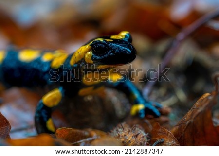 Detailed view of a Spotted salamander in autumn leaves