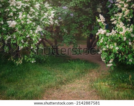 White and pink lilac bushes blooming in spring garden Royalty-Free Stock Photo #2142887581