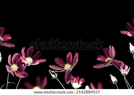 Stylized photo. Bright colorful cosmos flowers isolated on black background. nature