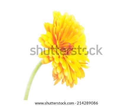 marigold flowers on a white background 