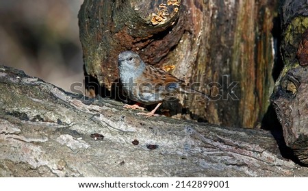 Dunnock perched on a log in the woods