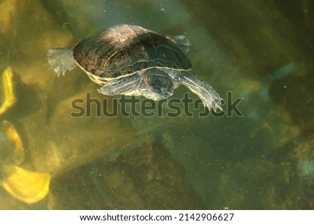 River turtle in the habitat. Turtle in the water and on wooden platforms. Royalty-Free Stock Photo #2142906627