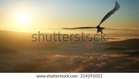 Eagle flying in the clouds at dawn Royalty-Free Stock Photo #214291021