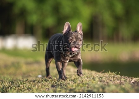 Cute french bulldog puppy walking through the dry grass by the lake on a hot sunny day