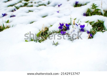 Beautiful blue wild pansy flowers covered with fresh on a cold morning in early spring; with copyspace 
