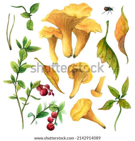 Watercolor mushroom set - orange chanterelles and leaves from a tree, as well as red lingonberries, will help to create beautiful illustrations. Drawing for cards, stickers, scrapbooking, posters