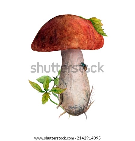 Watercolor illustration of boletus mushroom with litters and red cap. Edible mushroom on a white background. Drawing for cards, stickers, scrapbooking, posters, prints, menus, restaurants