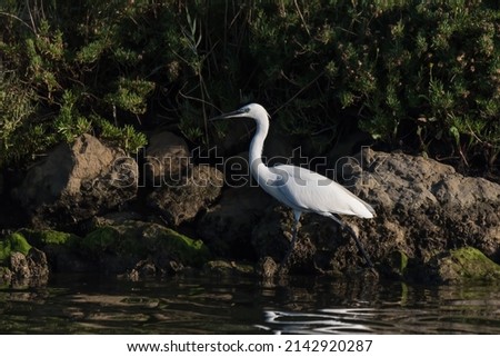 Little egret walking on river shore