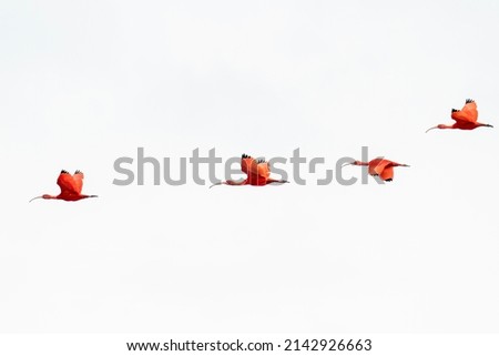 A group of four Scarlet Ibis in the white sky in Brazil Royalty-Free Stock Photo #2142926663