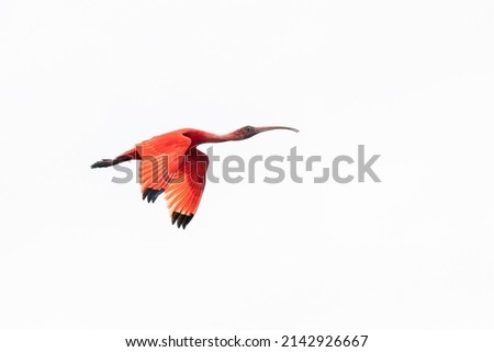 A Scarlet Ibis is flying in the white sky in Brazil Royalty-Free Stock Photo #2142926667