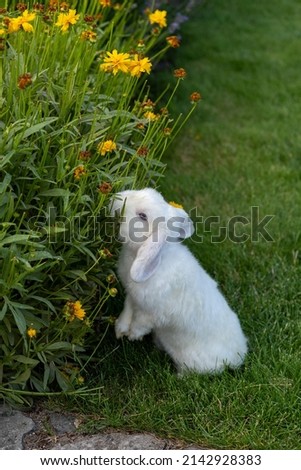 adorable and sweet white dwarf bunny rabbit tasting flowers, pet photography, stealing and eating flowers