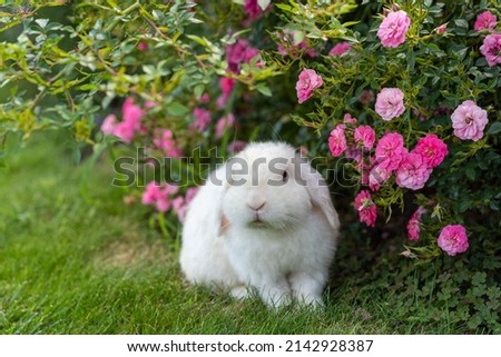 cute and sweet white dwarf bunny rabbit sitting on grass and tasting pink rose flowers, pet photography, stealing and eating flowers, animal Easter symbol concept. Symbol of new year 2023, copy space