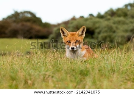 Young Red Fox Lying on the Grass in A National Park