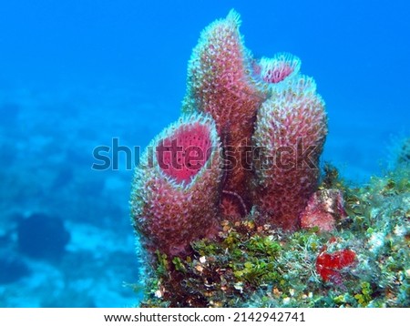 Sponges in Caribbean Sea near Cozumel Island, Mexico Royalty-Free Stock Photo #2142942741