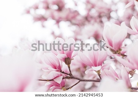 Pink magnolia tree blossom. Beautiful spring background
