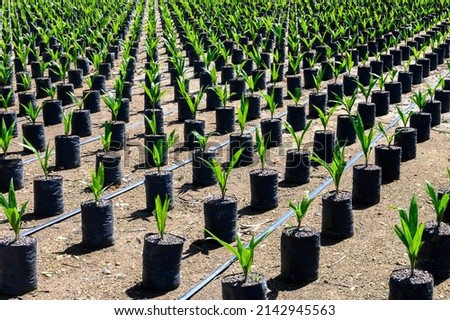 Young oil Palm tree in nursery Royalty-Free Stock Photo #2142945563