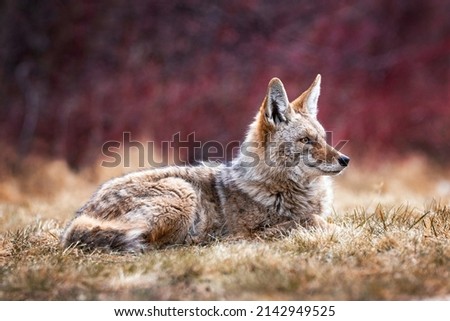 Beautiful photo of a wild coyote out in nature Royalty-Free Stock Photo #2142949525