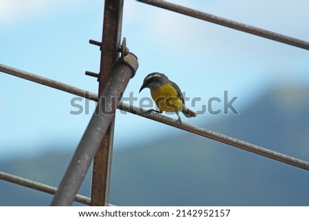Birds of the Aburrá Valley, Medellín Colombia