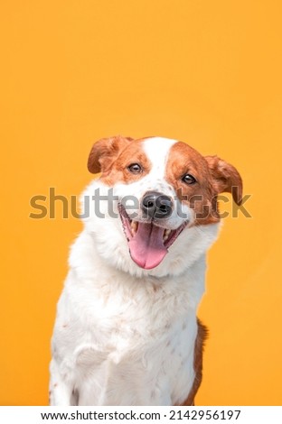 studio shot of a cute dog on an isolated background  Royalty-Free Stock Photo #2142956197