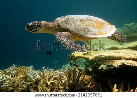 Hawksbill sea turtle - Eretmochelys imbricata in wild natural environment of coral reef of Maldives. Royalty-Free Stock Photo #2142957091