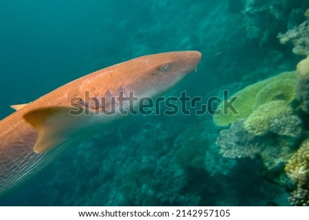 Nurse shark - Ginglymostoma Cirratum swimming around on coral reef in daylight - Maldives.