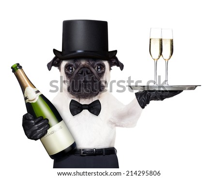 pug with   champagne glasses on a service tray  and a bottle on the other side