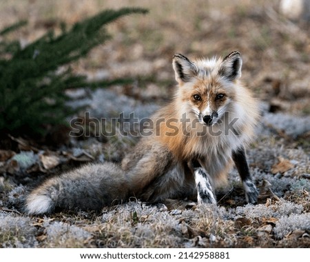 Red Fox close-up profile view sitting on moss in the spring season with blur background and looking at camera in its environment and habitat. Fox Image. Picture. Portrait.