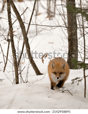 Red fox close-up profile front view in the winter season in its environment and habitat with blur snow background.  Fox Image. Picture. Portrait. Fox Stock Photo.