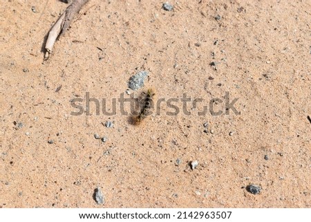 Moth caterpillar on a dirt path