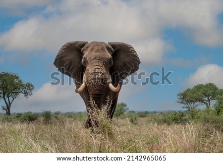 An elephant moving through the bush in South Africa Royalty-Free Stock Photo #2142965065
